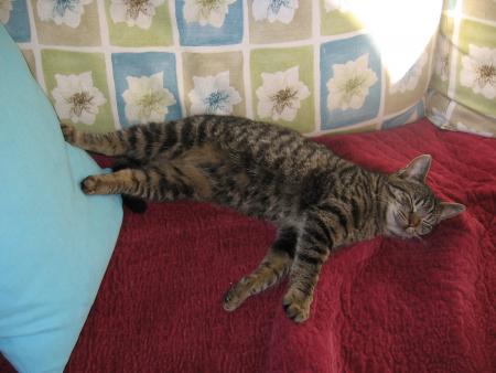 $ Mon chat $